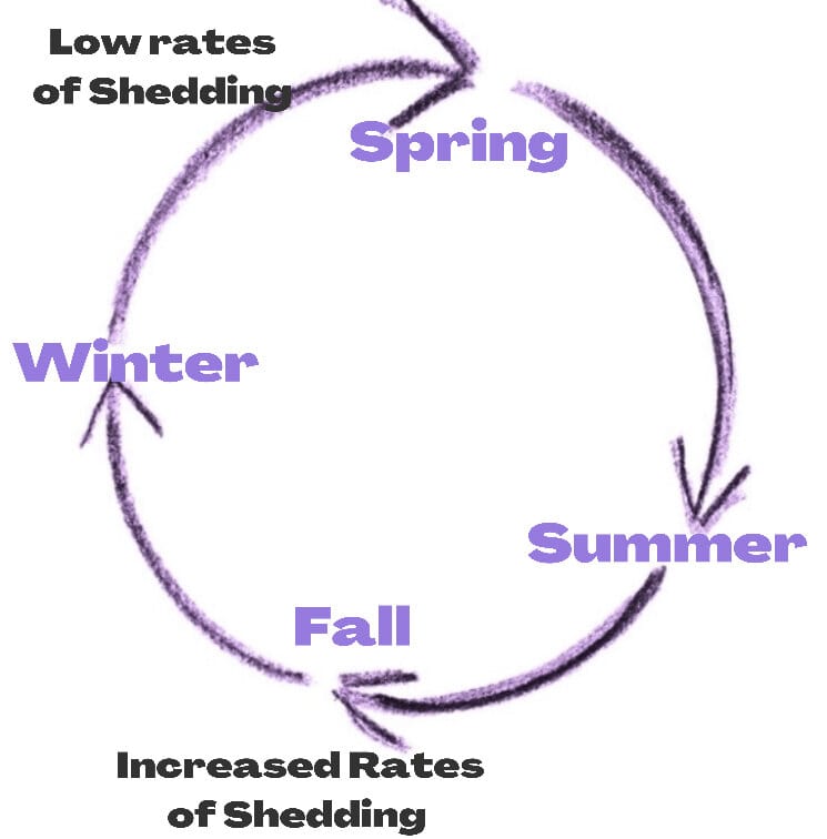 how much hair do you lose during seasonal shedding